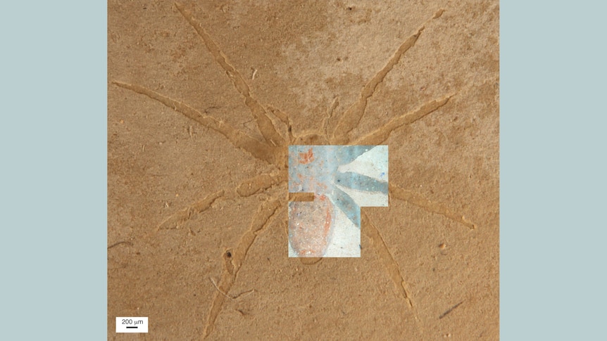 A spider outline on tan-coloured rock