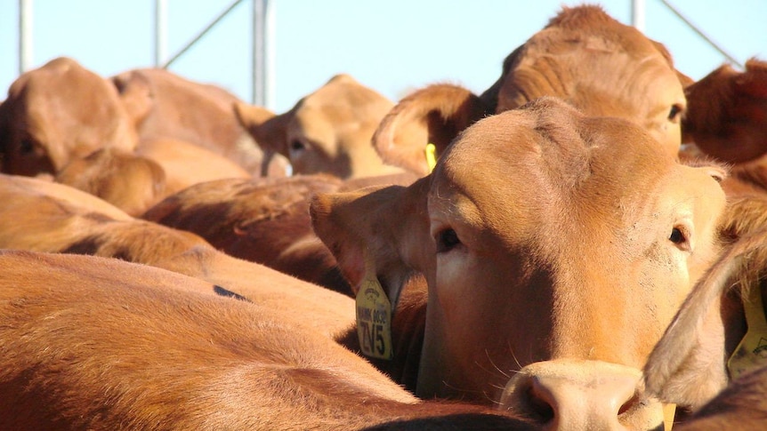 Cattle in yards in WA (file)
