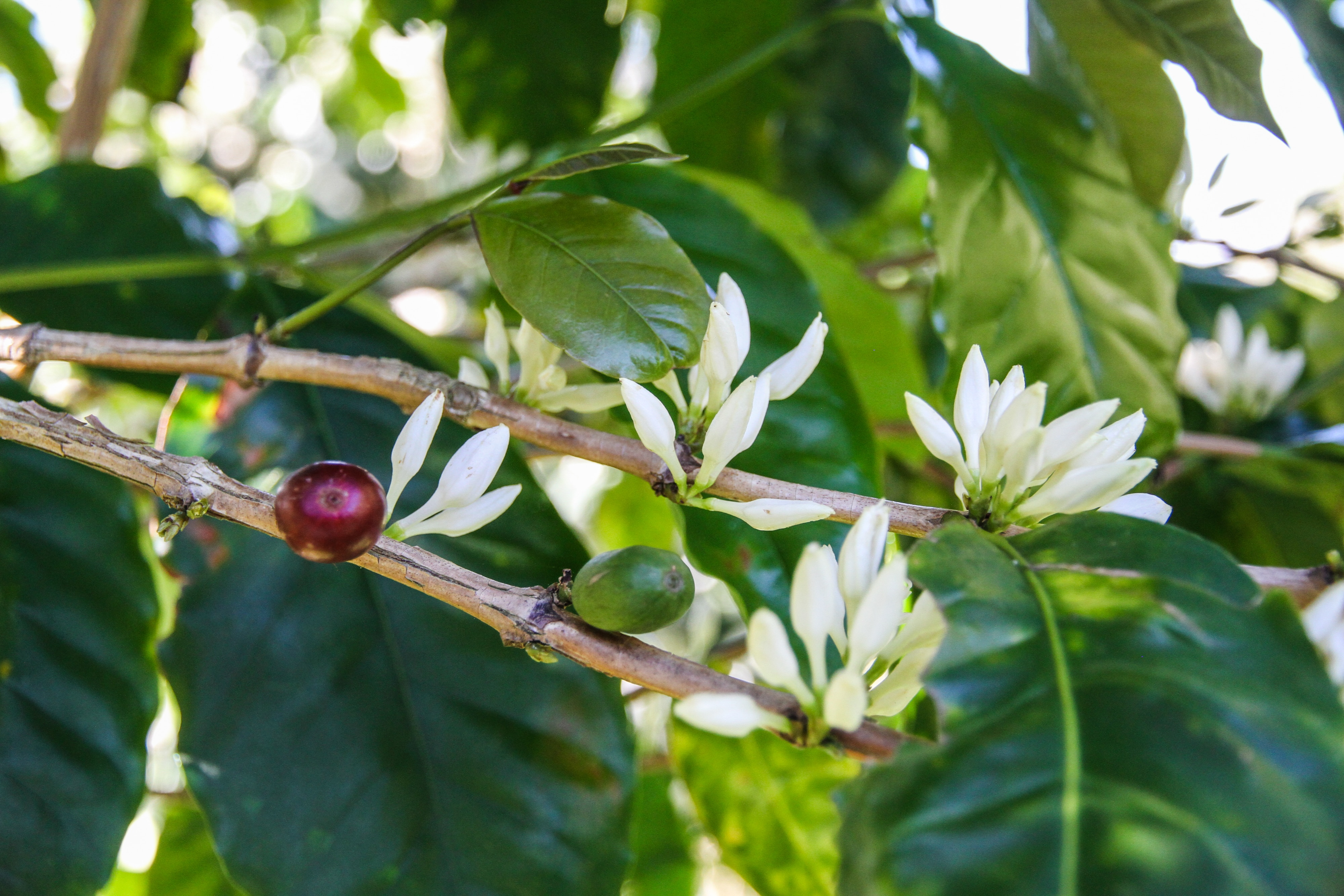Una cereza de café roja y otra verde en una rama con flores blancas.