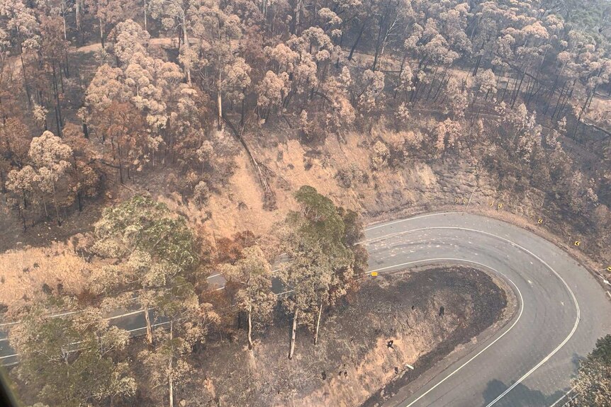 A bendy road surrounded by burnt trees.