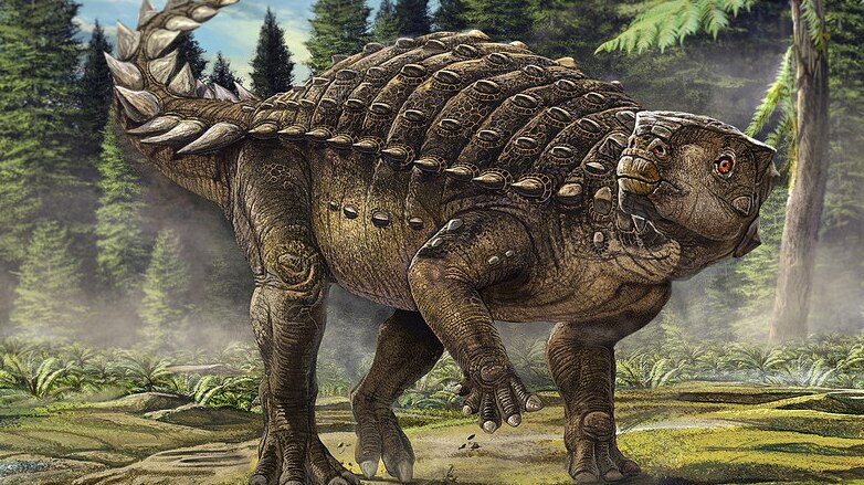 Artists' impression of the Australian ankylosaur Kunbarrasaurus ieversi