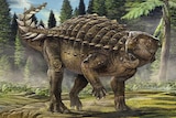 Artists' impression of the Australian ankylosaur Kunbarrasaurus ieversi
