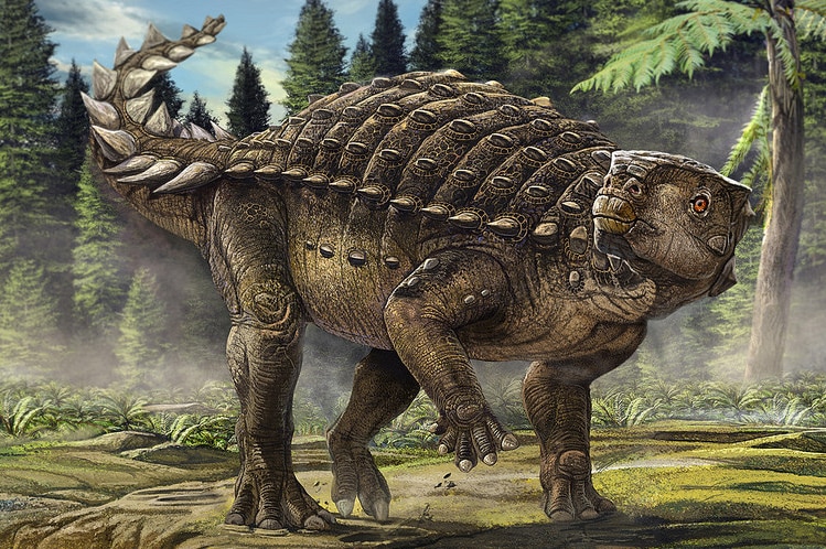 Artist's impression of the Australian ankylosaur Kunbarrasaurus ieversi