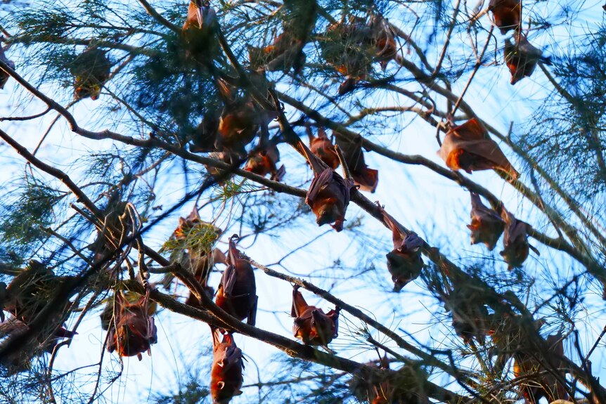 Bats hang from the branches of a tree.