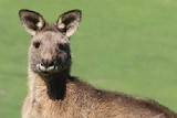 Growing kangaroo numbers are an environmental problem for vegetation in parkland such as Mount Painter.