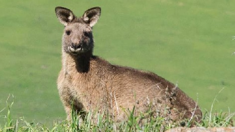 Growing kangaroo numbers are an environmental problem for vegetation in parkland such as Mount Painter.