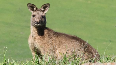 Kangaroo peeks out from behind rocks at Mount Painter in Canberra.