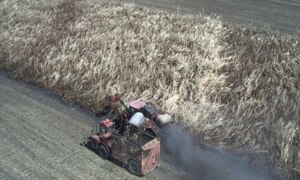 Sugar harvest Ord