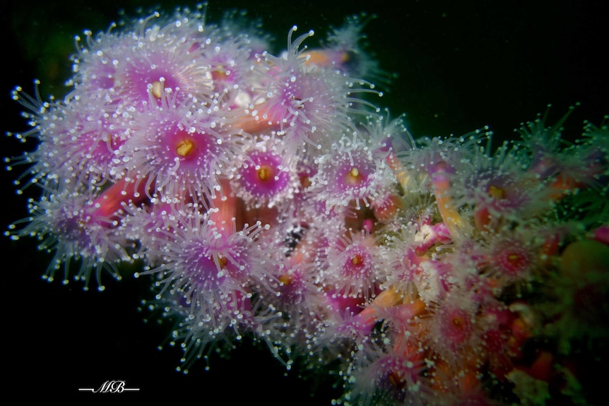 Bridge pink anemones under water