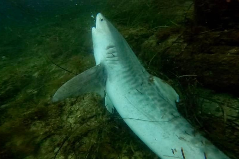 A dead tiger shark.