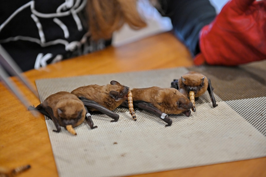 Barbastella bats sit in a line as they are feed grubs.