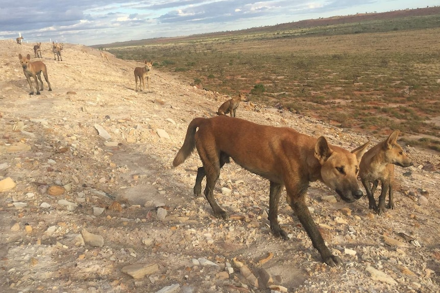A group of dingoes in the east Pilbara.
