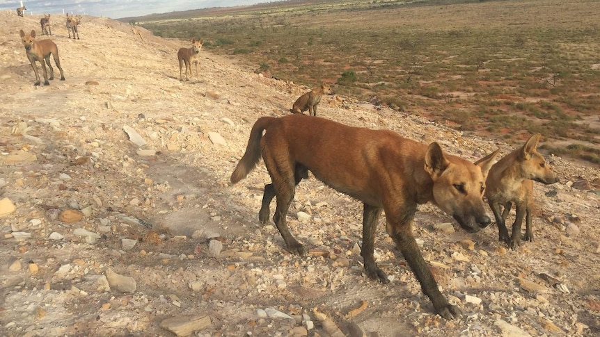 A group of dingoes in the east Pilbara.