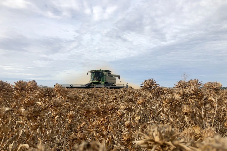A view of brown spiky safflowers, with a harvester in the background.