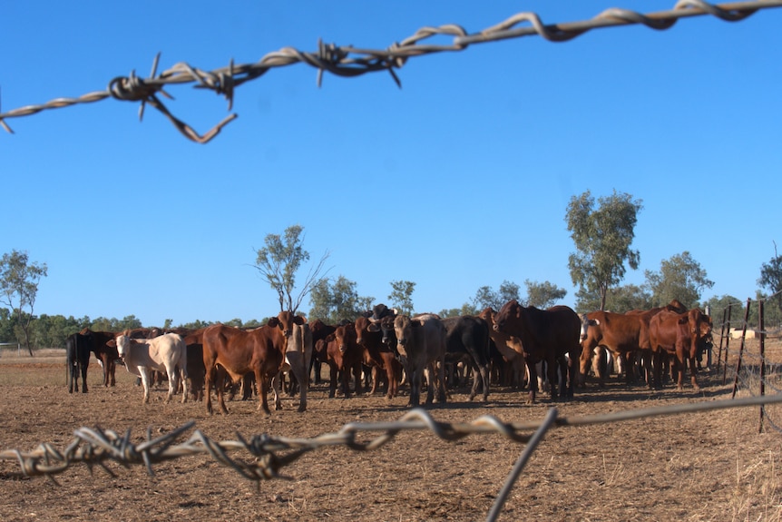 cattle standing in a yard behind barb wired fence with a clear blue sky in the background