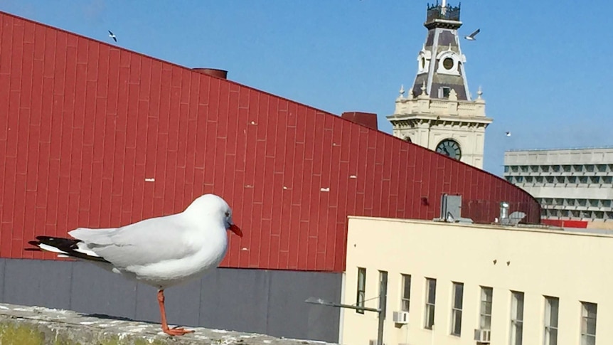 A seagull sits on a ledge overlooking several buildings as more birds fly in the air.