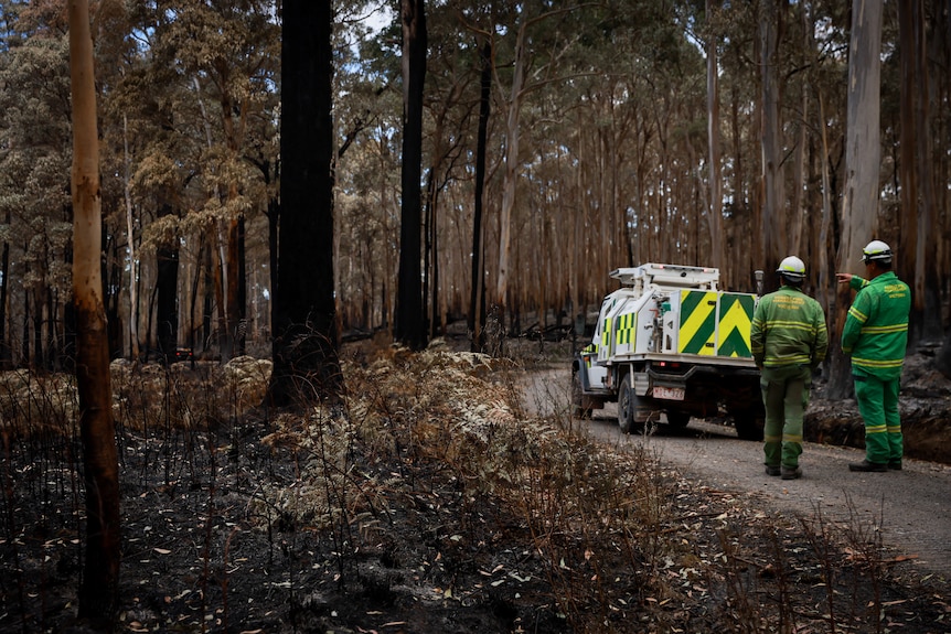 Two Fire Forest Management Victoria crew standing behind a car on a track in a forest surrounded by burnt trees and bushland. 