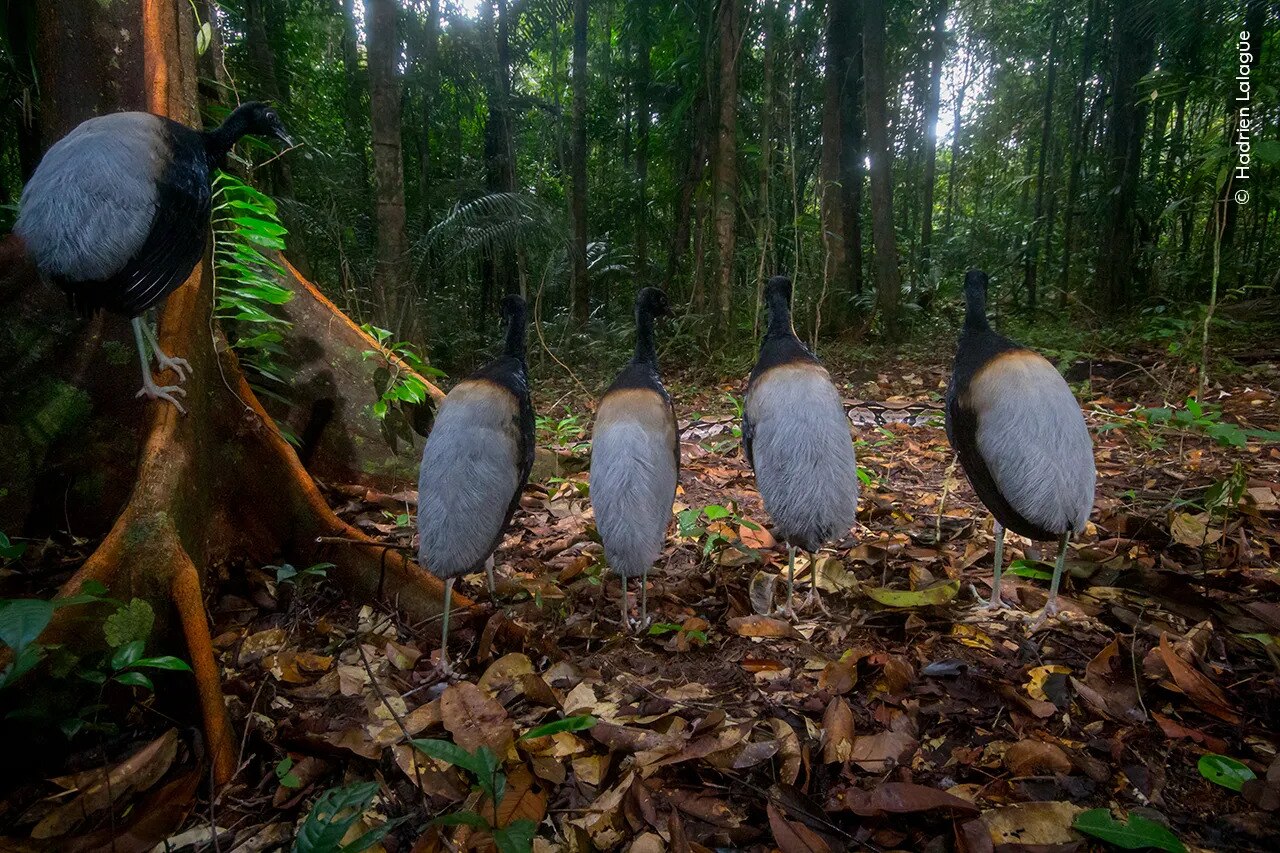 Five birds in the rainforest with a snake slithering behind them