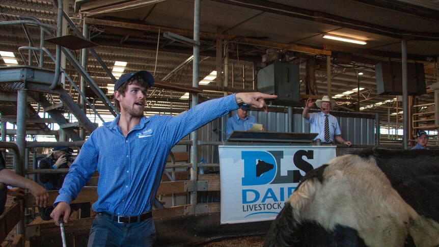 A dairy auction takes place; auctioneers move the dairy cows around the pen.