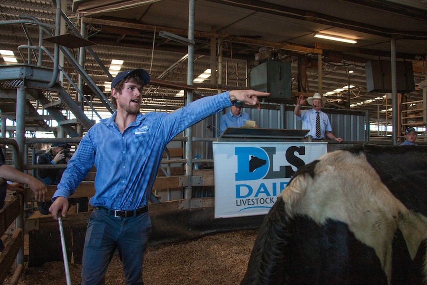 A dairy auction takes place; auctioneers move the dairy cows around the pen.