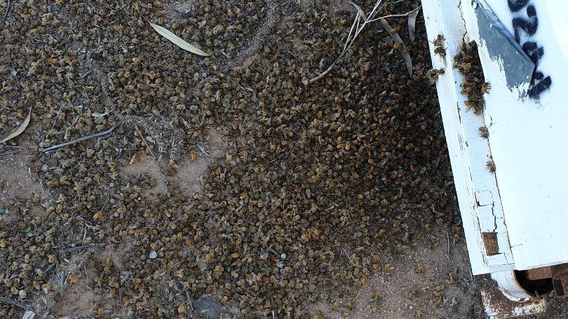 Five apiarists lost up to ten million bees in the latest Fipronil poisoning