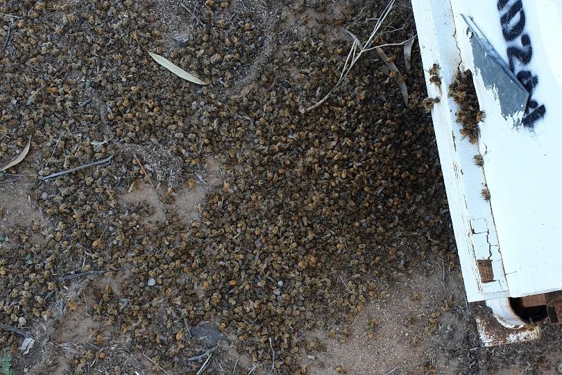 Many dead bees scattered across the ground.