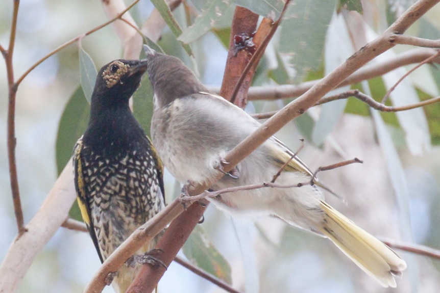 A regent honeyeater feeding its fledgling.