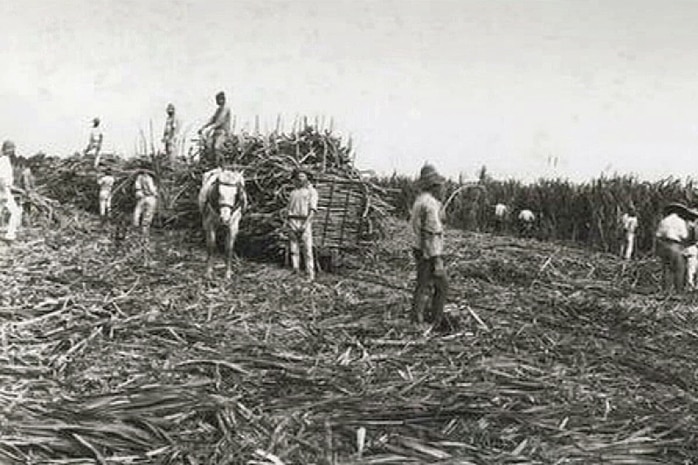File photo of South Sea Islanders working in Queensland sugar cane field.