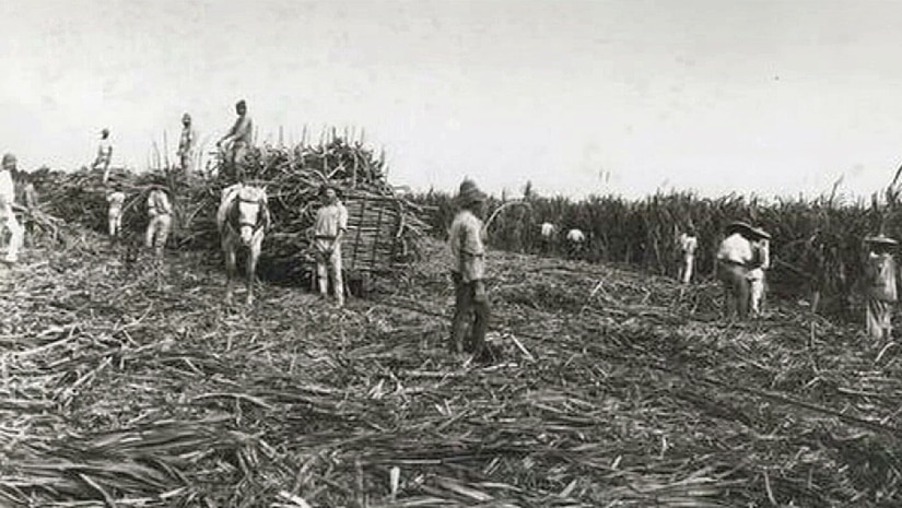 File photo of South Sea Islanders working in Queensland sugar cane field.