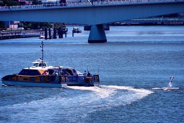 A dolphin jumping in the Brisbane River by a CityCat in February 2018.
