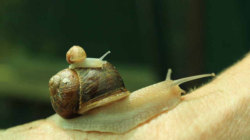 Baby snail on top of its mother's shell