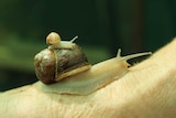 Baby snail on top of its mother's shell