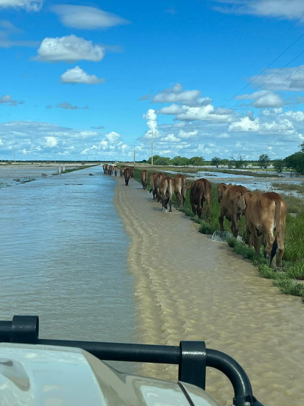 Gado caminhando ao longo de uma estrada interior em linha com pouca água passando por eles
