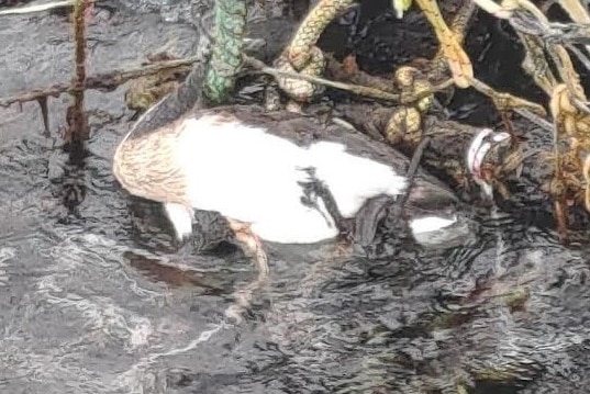 Dead bird floating and entangled in netting of salmon farming pen.