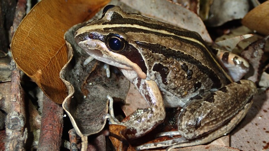 Picture of a brown striped frog