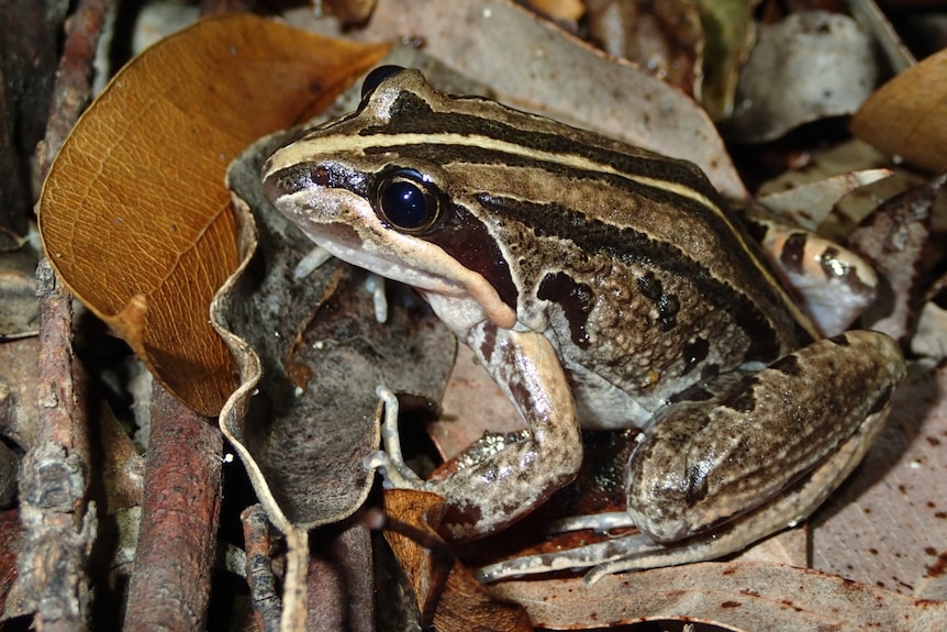 A brown striped frog on some brown leaves.