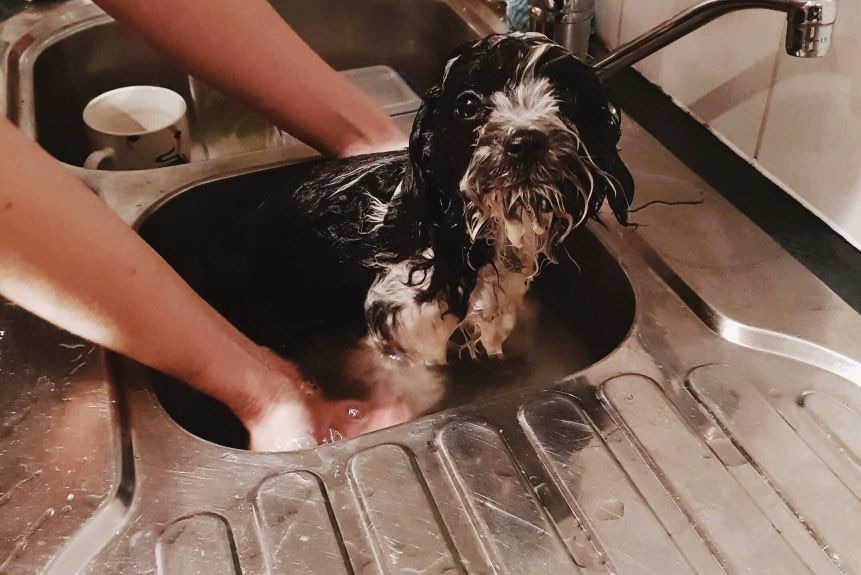 Peppa, a small black and white dog, has a bath in the sink