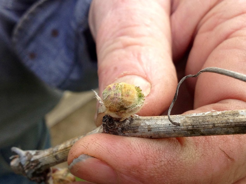 Early bud burst has wine grape growers worried