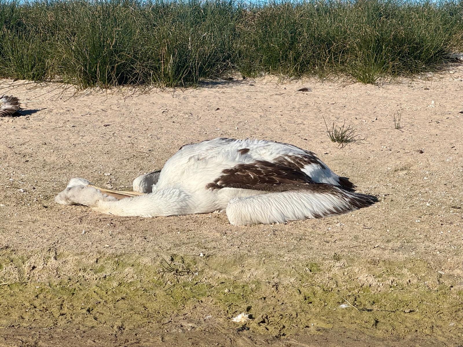 A dead bird on some sand near some vegetation.