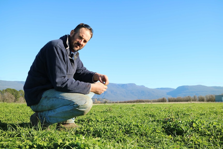 a farmer squats in a paddock of clover