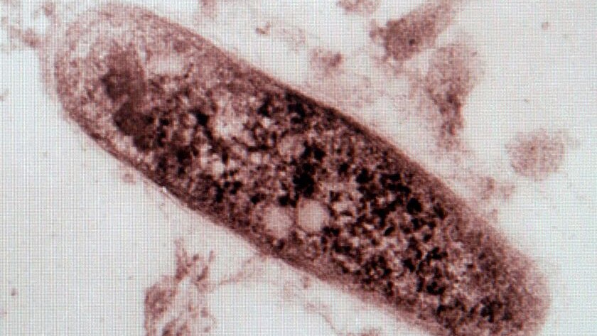 AN TB bacillus
