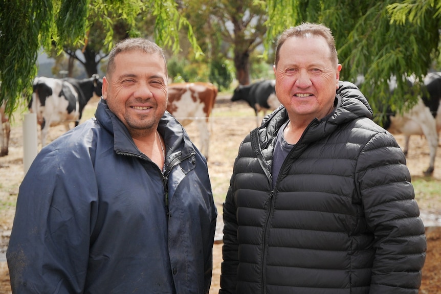Tony and Joe Angi dairy farmers Yarloop