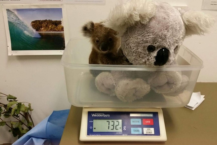 Joey weighed with plush koala at Currumbin Wildlife Hospital.