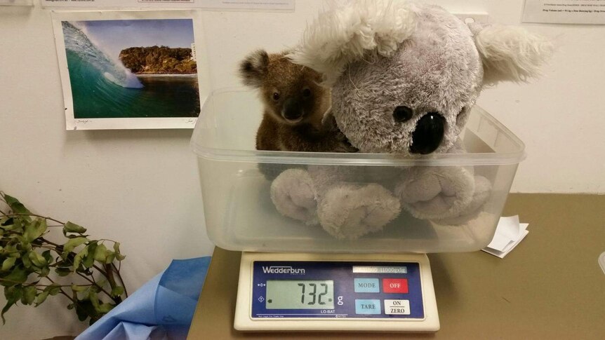 Joey weighed with plush koala at Currumbin Wildlife Hospital.