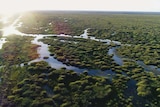 Aerial view of the green and waterlogged Gayini wetland on the Lower Murrumbidgee in south west New South Wales.