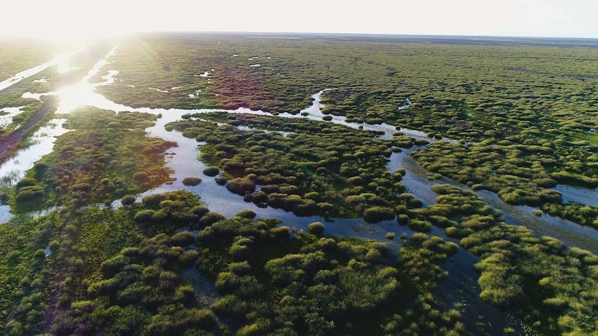 新南威尔士州西南部下默伦比吉 (Lower Murrumbidgee) 上绿色和淹水的 Gayini 湿地鸟瞰图。