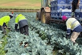 Photo of people picking cauliflower