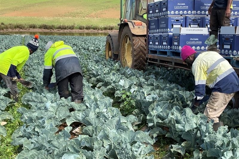 Photo of people picking cauliflower