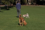 Dogs in off-leash park with their owner