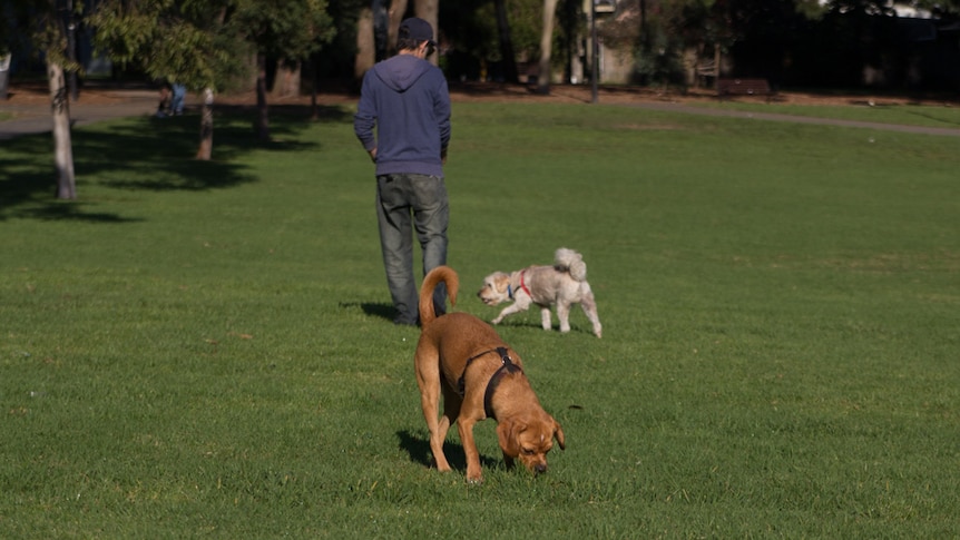 Dogs in off-leash park at Camperdown Memorial Rest Park